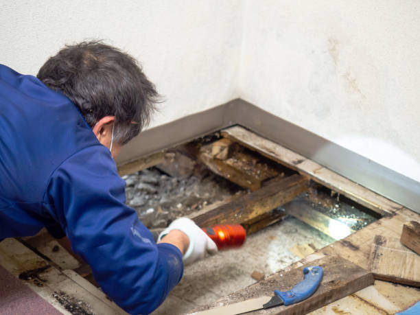 Best Mold Testing and Removal  in Spring Arbor, MI
