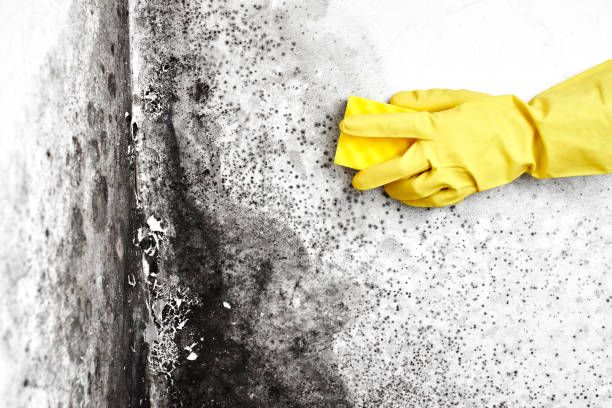 Best Toxic Mold Removal  in Spring Arbor, MI