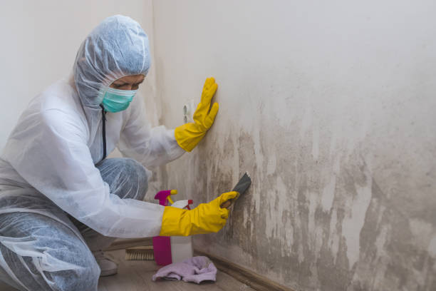 Mold Testing and Removal in Spring Arbor, MI