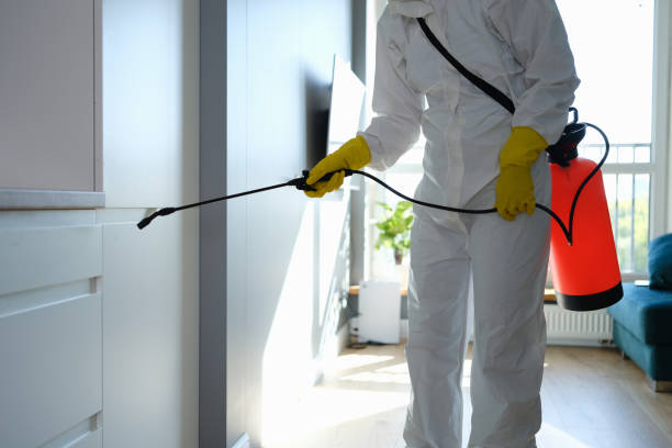 Best Mold Damage Repair  in Spring Arbor, MI