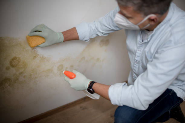 Best Certified Mold Removal  in Spring Arbor, MI