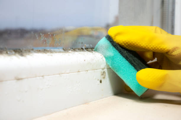 Attic Mold Removal in Spring Arbor, MI