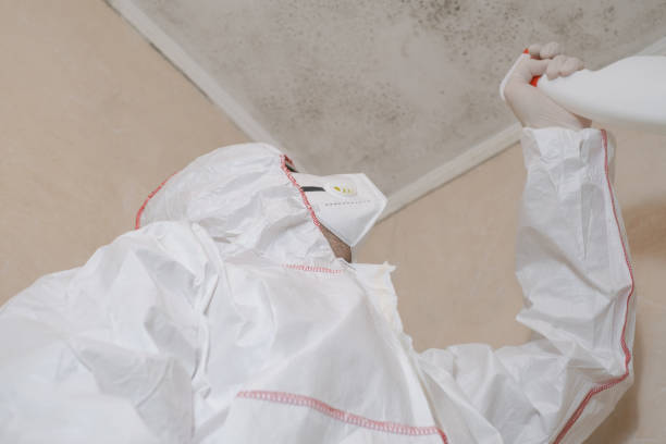 Best Residential Mold Removal  in Spring Arbor, MI