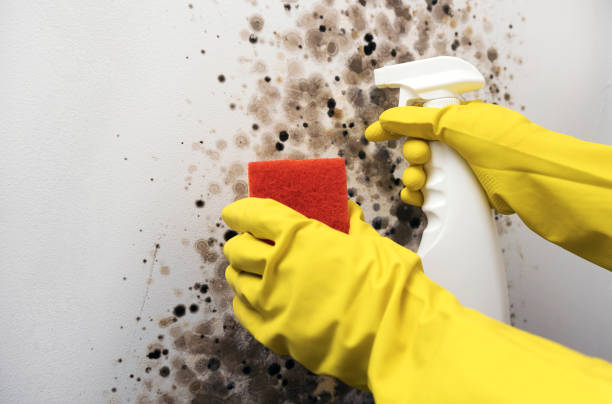 Best Toxic Mold Removal  in Spring Arbor, MI