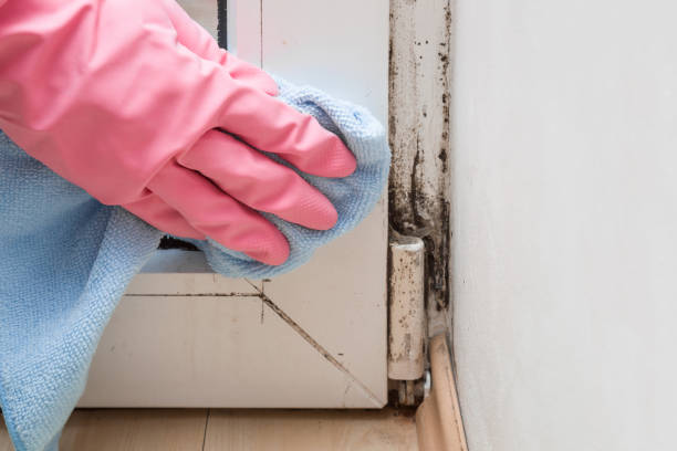 Best Mold Removal Near Me  in Spring Arbor, MI