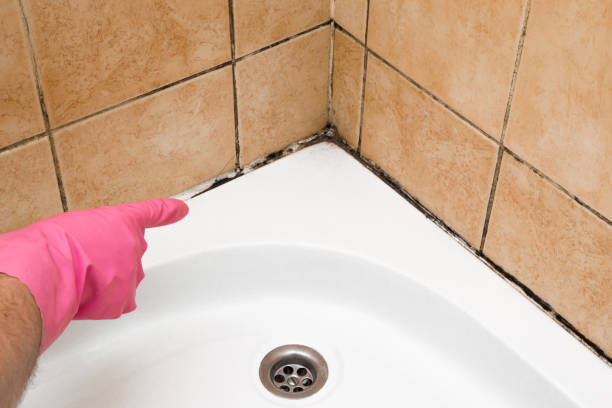 Best Fast Mold Removal  in Spring Arbor, MI