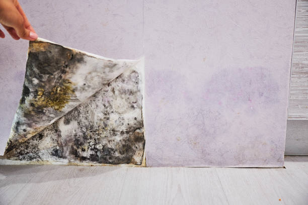 Best Mold Cleaning Services  in Spring Arbor, MI